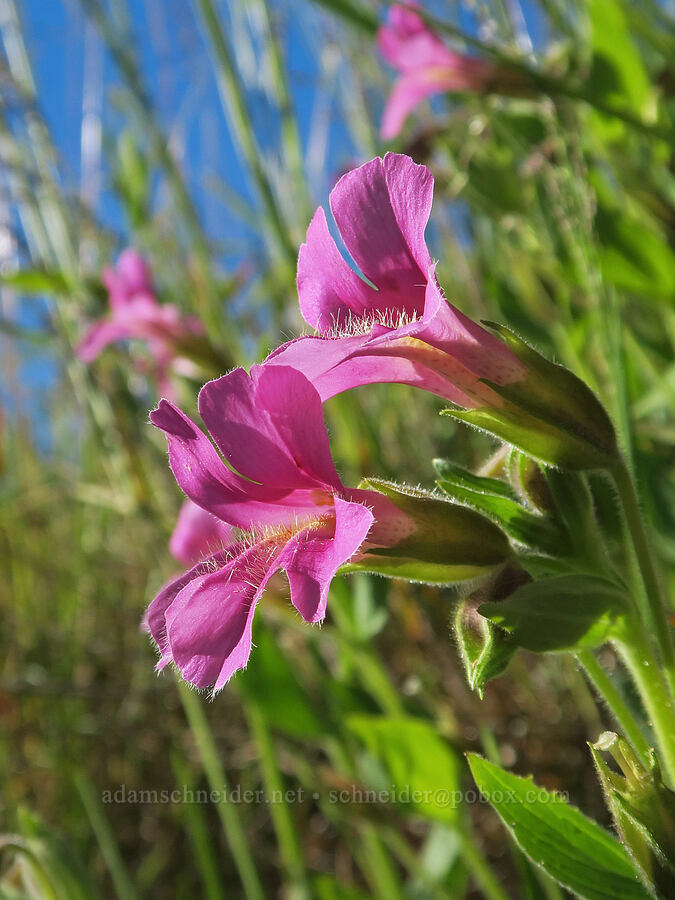 Lewis' monkeyflower (Erythranthe lewisii (Mimulus lewisii)) [Park Creek Basin, Willamette National Forest, Linn County, Oregon]