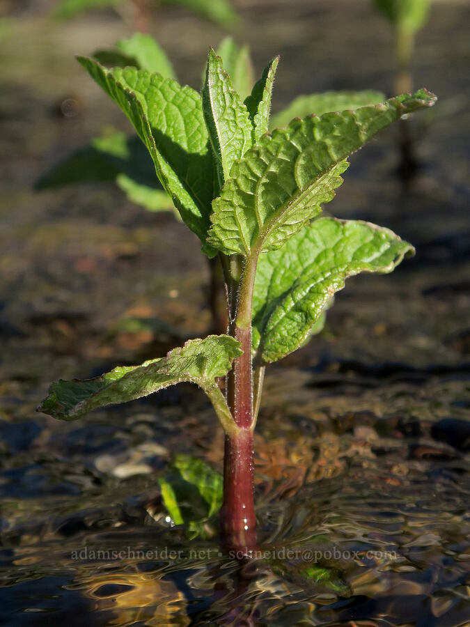 something in the mint family [Park Creek Basin, Willamette National Forest, Linn County, Oregon]