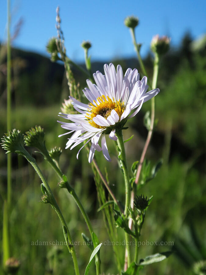 leafy-bract aster (Symphyotrichum foliaceum var. parryi (Aster foliaceus)) [Park Creek Basin, Willamette National Forest, Linn County, Oregon]