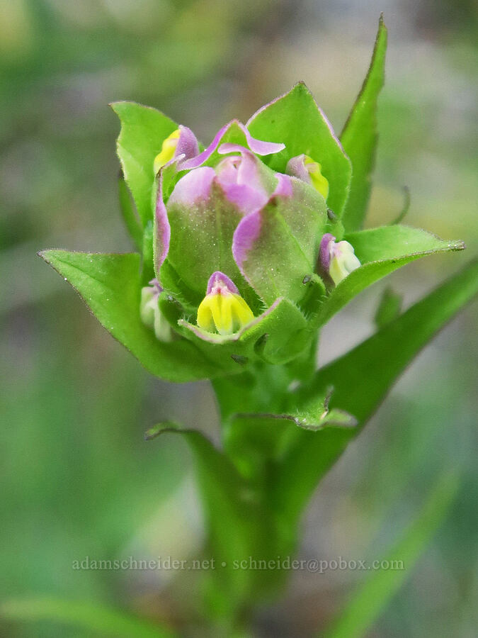 mountain owl's-clover (Orthocarpus imbricatus) [Park Creek Basin, Willamette National Forest, Linn County, Oregon]
