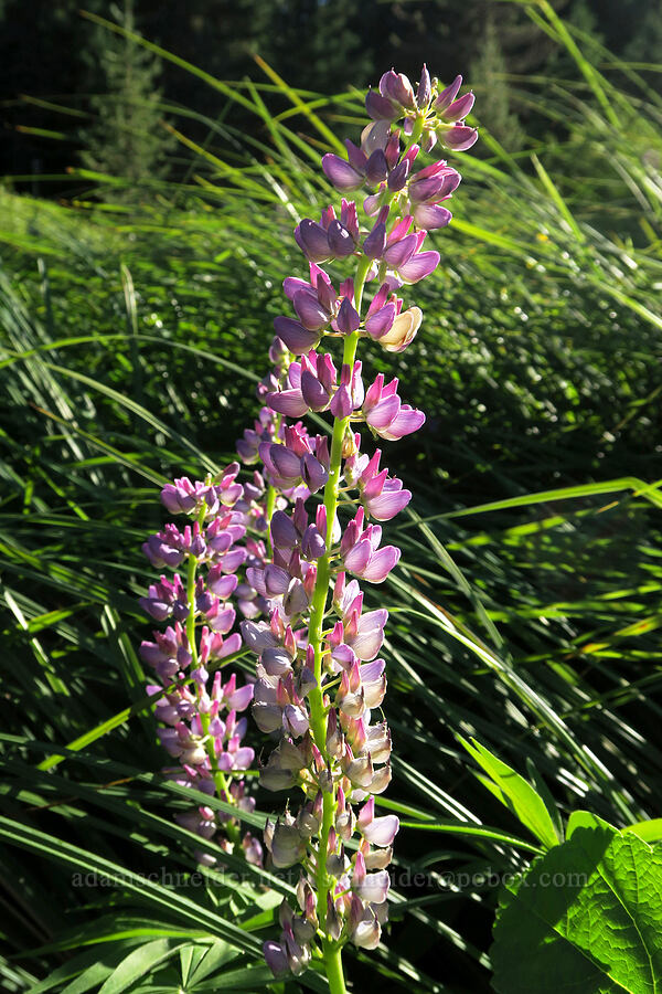 big-leaf lupines (Lupinus polyphyllus) [Park Creek Basin, Willamette National Forest, Linn County, Oregon]