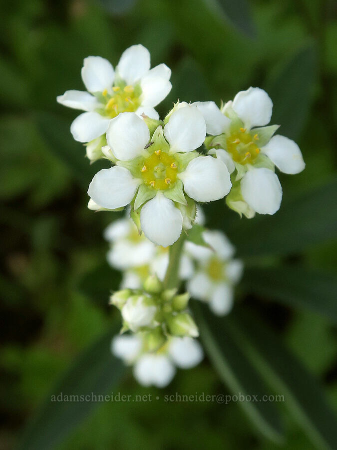 large boykinia (Boykinia major) [Park Creek Basin, Willamette National Forest, Linn County, Oregon]