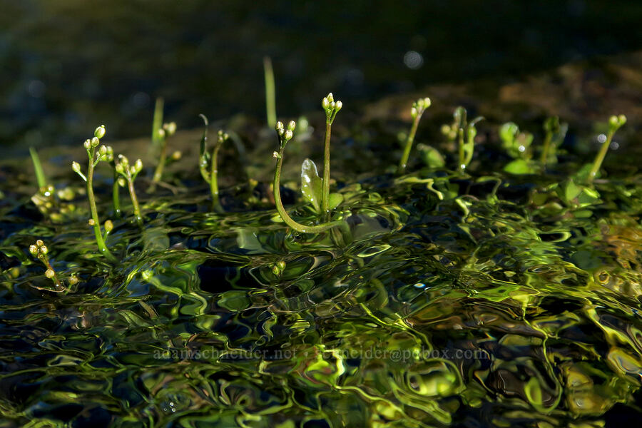 Brewer's bitter-cress, budding (Cardamine breweri) [Park Creek Basin, Willamette National Forest, Linn County, Oregon]