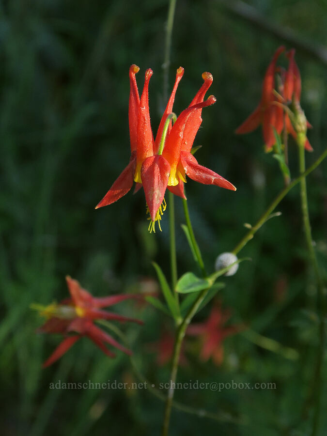western columbine (Aquilegia formosa) [Forest Road 2607-590, Willamette National Forest, Linn County, Oregon]