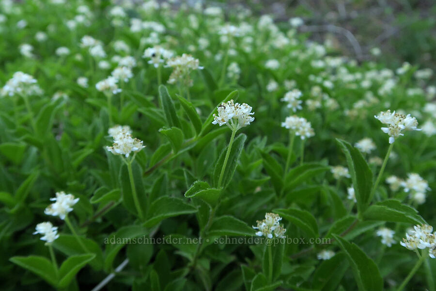 yerba de selva (modesty) (Whipplea modesta) [Forest Road 2607-590, Willamette National Forest, Linn County, Oregon]