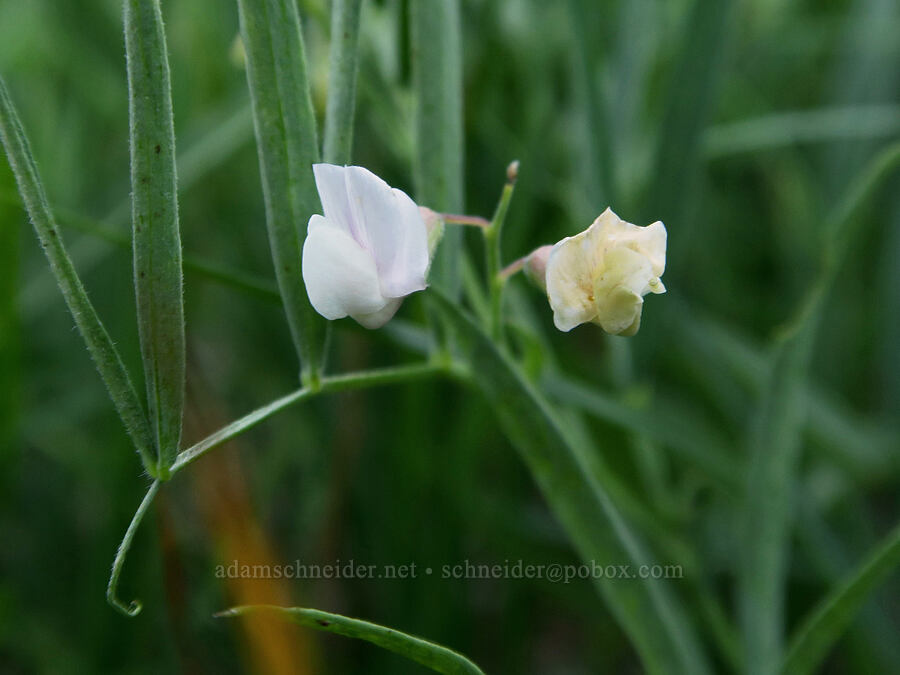 pinewoods pea-vine (Lathyrus lanszwertii var. aridus) [Forest Road 2607-590, Willamette National Forest, Linn County, Oregon]