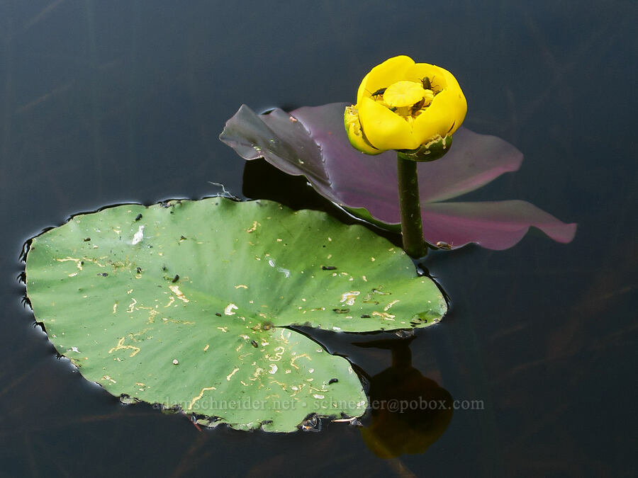 yellow pond-lily (Nuphar polysepala) [Forest Road 2607-590, Willamette National Forest, Linn County, Oregon]
