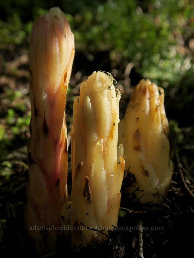 pinedrops shoots (Pterospora andromedea) [Mount Townsend Trail, Olympic National Forest, Jefferson County, Washington]