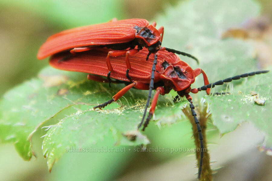 red net-winged beetles (Dictyoptera simplicipes) [Mount Townsend Trail, Olympic National Forest, Jefferson County, Washington]