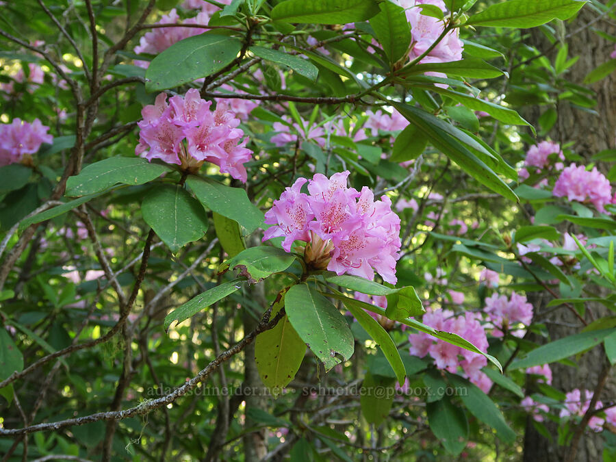 Pacific rhododendrons (Rhododendron macrophyllum) [Mount Townsend Trail, Olympic National Forest, Jefferson County, Washington]