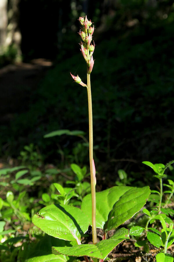 pink pyrola, budding (Pyrola asarifolia) [Mount Townsend Trail, Olympic National Forest, Jefferson County, Washington]