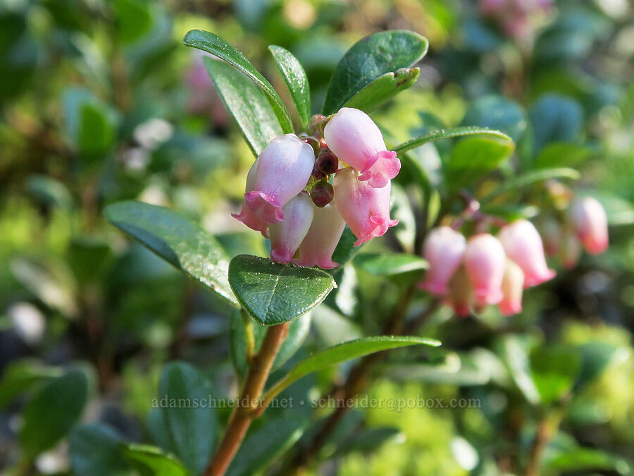 kinnickinnick/bearberry (Arctostaphylos uva-ursi) [Mount Townsend Trail, Buckhorn Wilderness, Jefferson County, Washington]