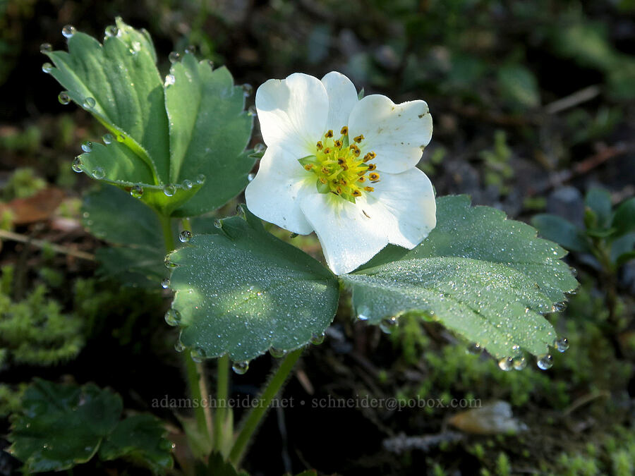 wild strawberry with 6 petals (Fragaria virginiana) [Mount Townsend Trail, Buckhorn Wilderness, Jefferson County, Washington]