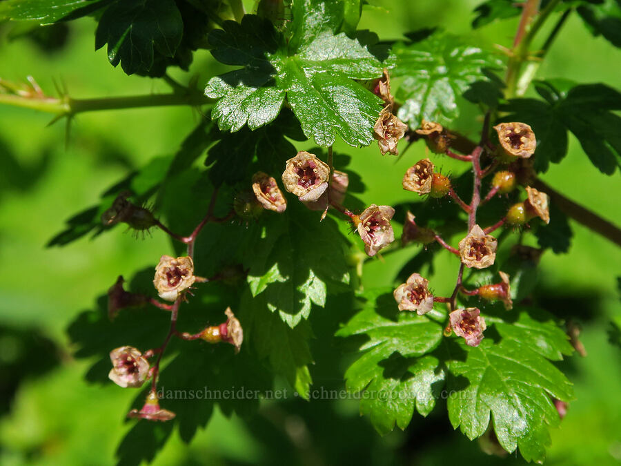 prickly swamp currant (Ribes lacustre) [Mount Townsend Trail, Buckhorn Wilderness, Jefferson County, Washington]