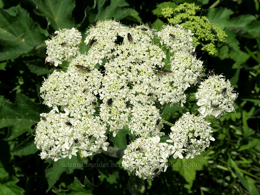 cow-parsnip (Heracleum maximum) [Mount Townsend Trail, Buckhorn Wilderness, Jefferson County, Washington]