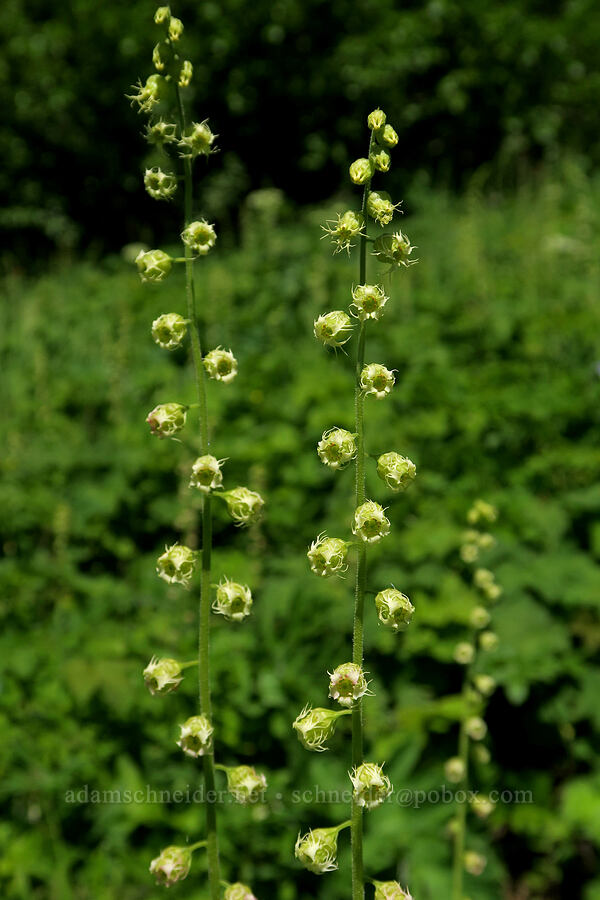 fringe-cups (Tellima grandiflora) [Mount Townsend Trail, Buckhorn Wilderness, Jefferson County, Washington]