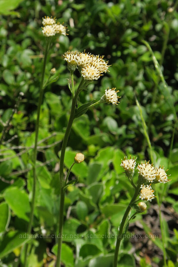 racemose pussy-toes (Antennaria racemosa) [Mount Townsend Trail, Buckhorn Wilderness, Jefferson County, Washington]