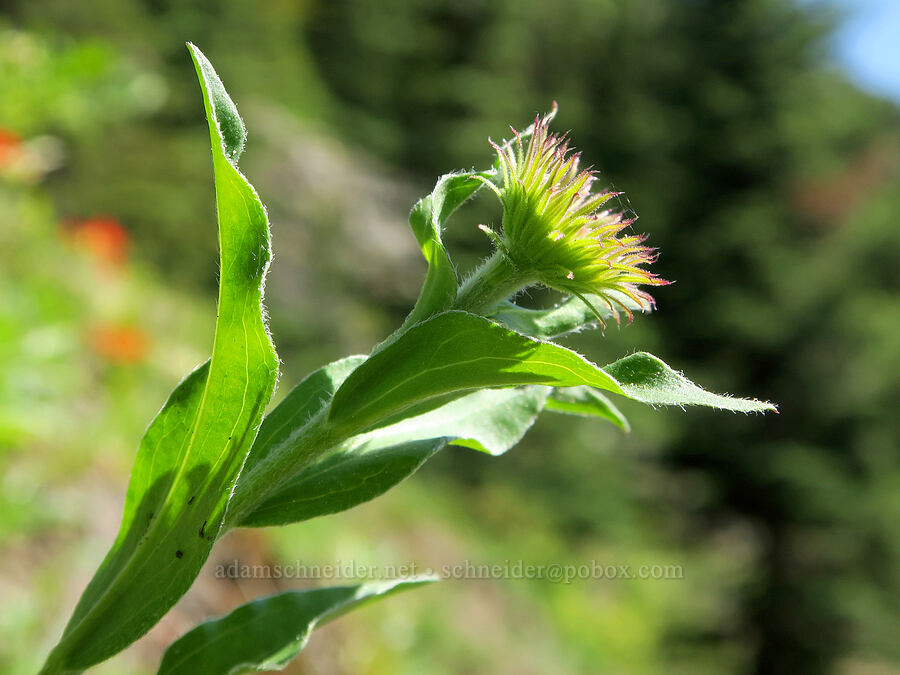subalpine fleabane, budding (Erigeron glacialis var. glacialis) [Mount Townsend Trail, Buckhorn Wilderness, Jefferson County, Washington]