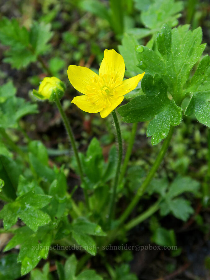 buttercup (Ranunculus sp.) [Mount Townsend Trail, Buckhorn Wilderness, Jefferson County, Washington]