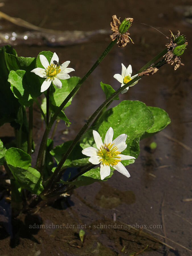 white marsh-marigolds (Caltha sp.) [Mount Townsend Trail, Buckhorn Wilderness, Jefferson County, Washington]