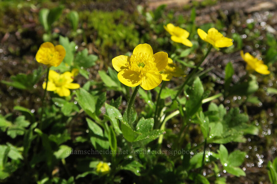 snow buttercups (Ranunculus eschscholtzii) [Mount Townsend Trail, Buckhorn Wilderness, Jefferson County, Washington]