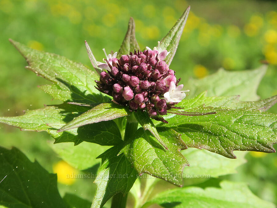 Sitka valerian, budding (Valeriana sitchensis) [Mount Townsend Trail, Buckhorn Wilderness, Jefferson County, Washington]