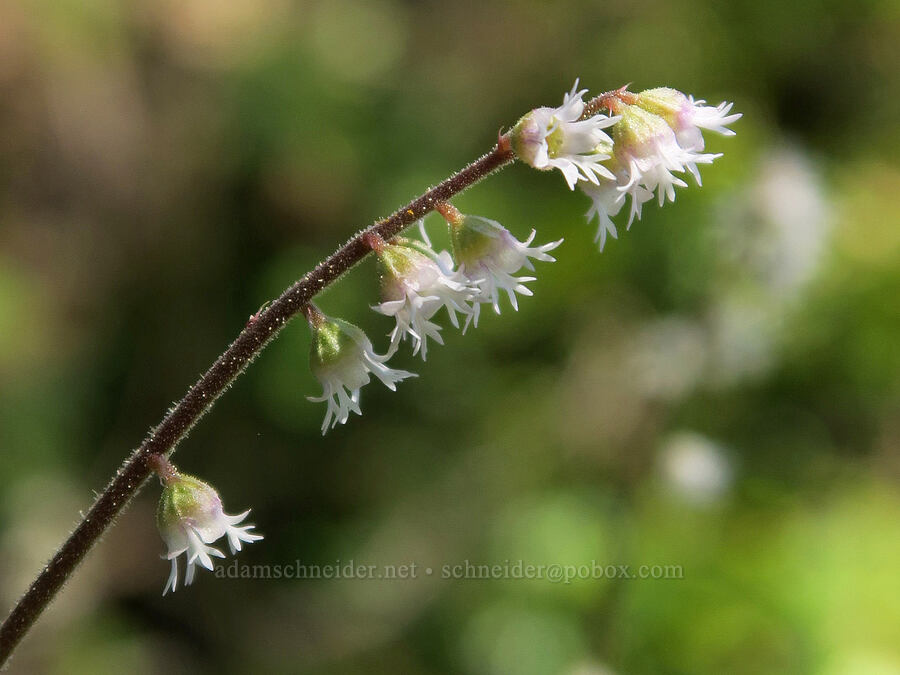 three-parted mitrewort (Ozomelis trifida (Mitella trifida)) [Mount Townsend Trail, Buckhorn Wilderness, Jefferson County, Washington]