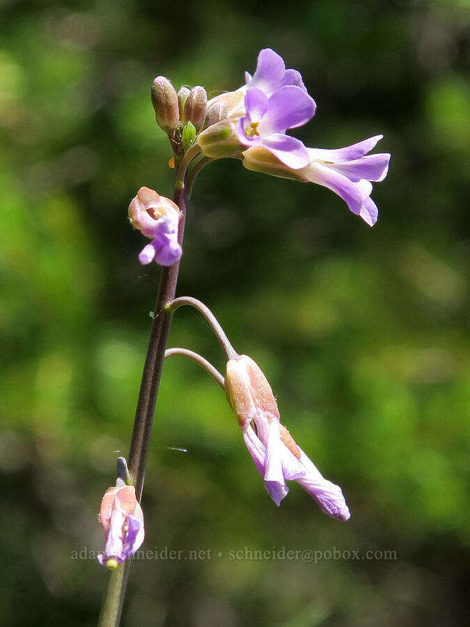 spreading-pod rock-cress (Boechera divaricarpa (Arabis divaricarpa)) [Mount Townsend Trail, Buckhorn Wilderness, Jefferson County, Washington]
