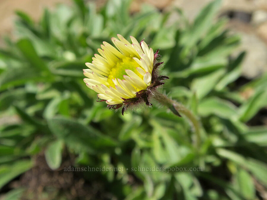 Olympic fleabane, budding (Erigeron flettii) [Mount Townsend Trail, Buckhorn Wilderness, Jefferson County, Washington]