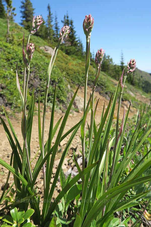 mountain death-camas, budding (Anticlea elegans (Zigadenus elegans)) [Mount Townsend Trail, Buckhorn Wilderness, Jefferson County, Washington]