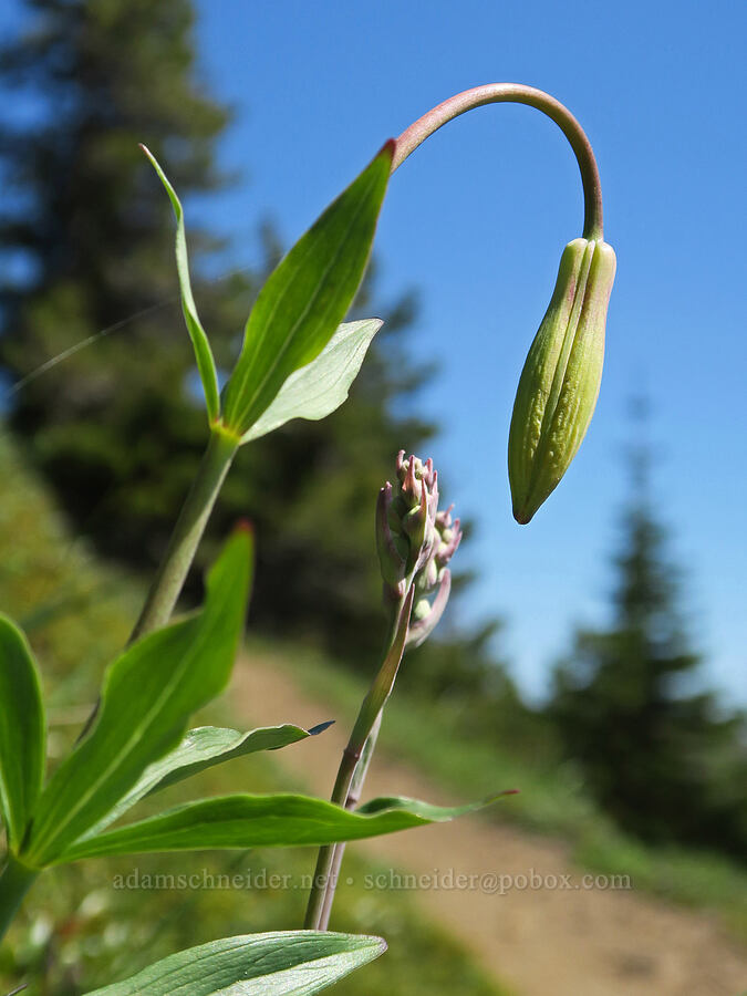 tiger lily & mountain death-camas, budding (Lilium columbianum, Anticlea elegans (Zigadenus elegans)) [Mount Townsend Trail, Buckhorn Wilderness, Jefferson County, Washington]