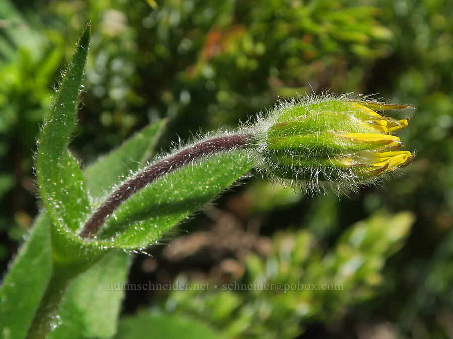 arnica (Arnica sp.) [Mount Townsend Trail, Buckhorn Wilderness, Jefferson County, Washington]
