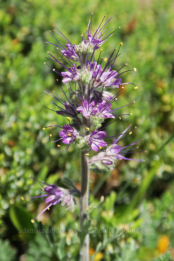 silky phacelia (Phacelia sericea) [Mount Townsend, Olympic National Forest, Jefferson County, Washington]