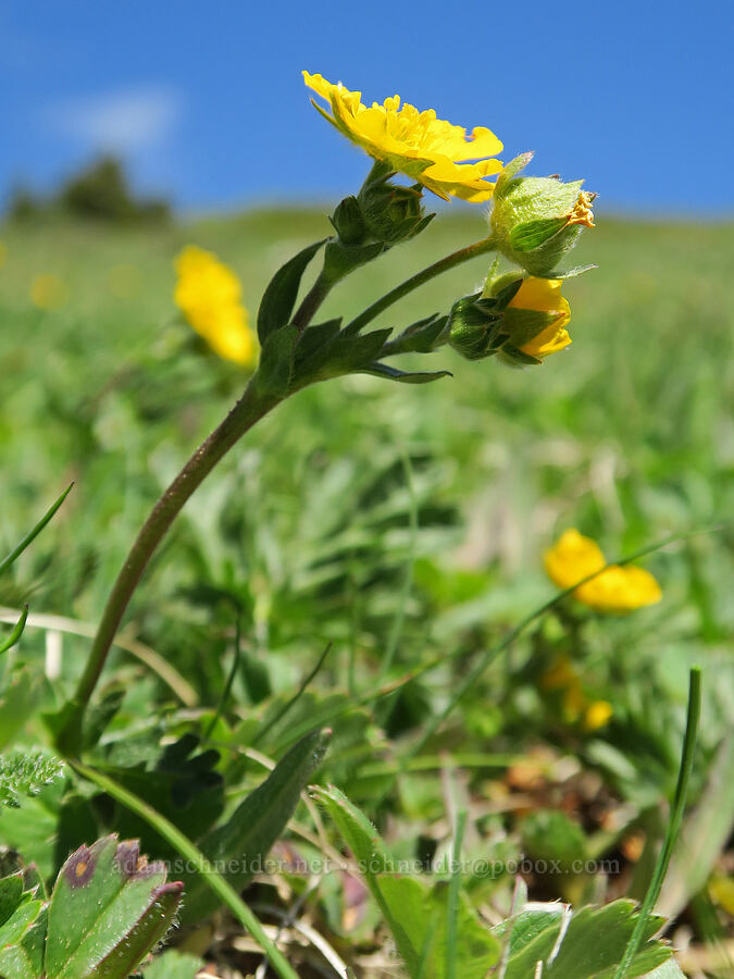 Drummond's cinquefoil (Potentilla drummondii ssp. drummondii) [Mount Townsend, Olympic National Forest, Jefferson County, Washington]