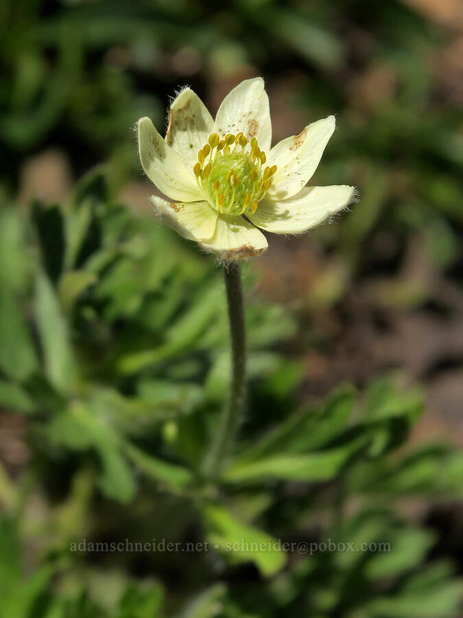 cut-leaf anemone (Anemone multifida) [Mount Townsend, Buckhorn Wilderness, Jefferson County, Washington]