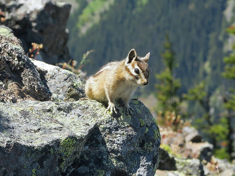 Olympic chipmunk (Neotamias amoenus caurinus (Tamias amoenus caurinus)) [Mount Townsend, Buckhorn Wilderness, Jefferson County, Washington]