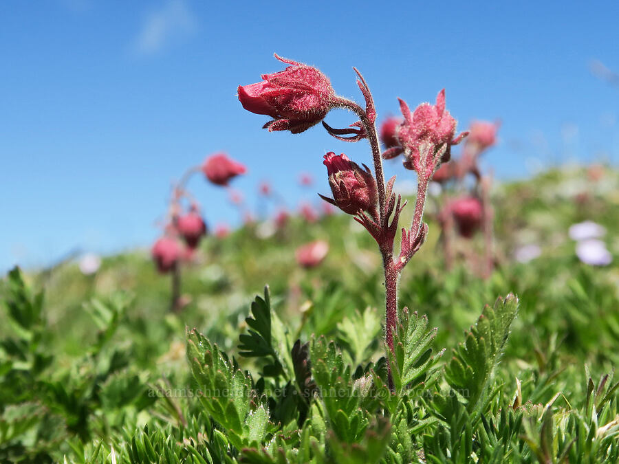 prairie smoke (Geum triflorum) [Mount Townsend, Buckhorn Wilderness, Jefferson County, Washington]