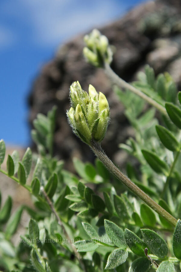 yellow locoweed (Oxytropis campestris var. spicata (Oxytropis monticola)) [Mount Townsend, Buckhorn Wilderness, Jefferson County, Washington]