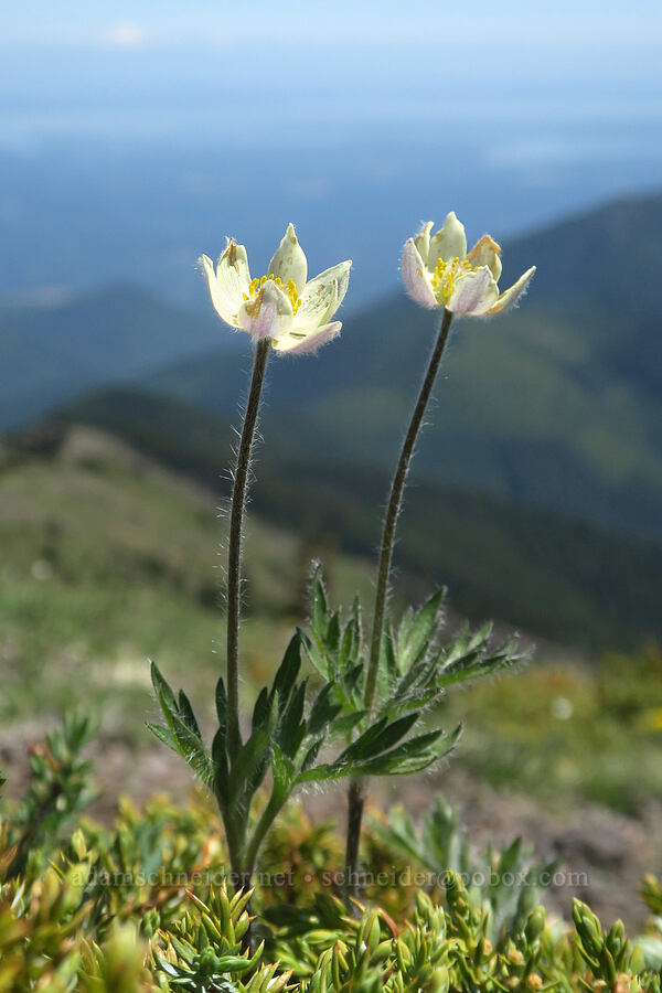 cut-leaf anemones (Anemone multifida) [Mount Townsend, Buckhorn Wilderness, Jefferson County, Washington]