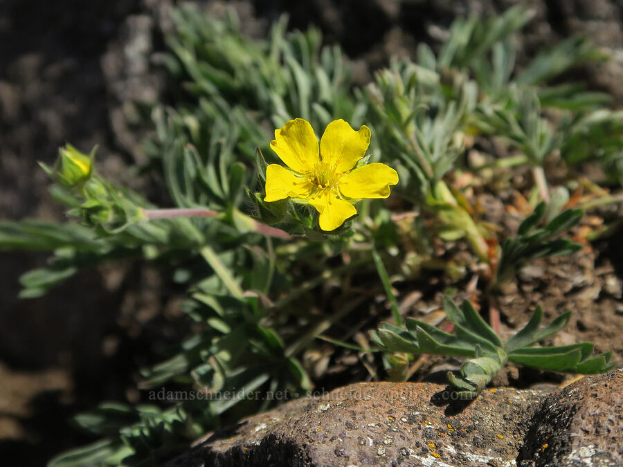 blue-leaf cinquefoil (Potentilla glaucophylla (Potentilla diversifolia var. glaucophylla)) [Mount Townsend, Buckhorn Wilderness, Clallam County, Washington]