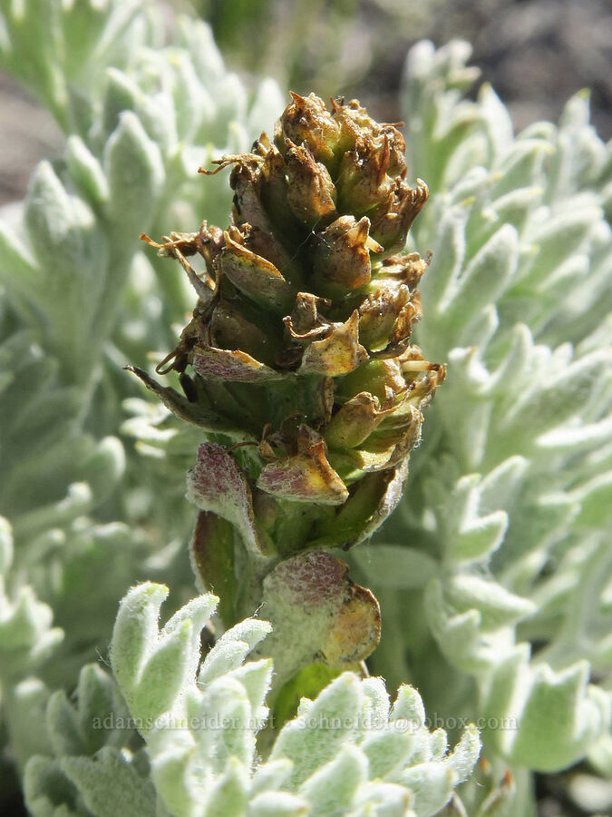 Olympic cut-leaf kitten-tails, going to seed (Synthyris lanuginosa (Synthyris pinnatifida var. lanuginosa) (Veronica dissecta ssp. lanuginosa)) [Mount Townsend, Buckhorn Wilderness, Clallam County, Washington]