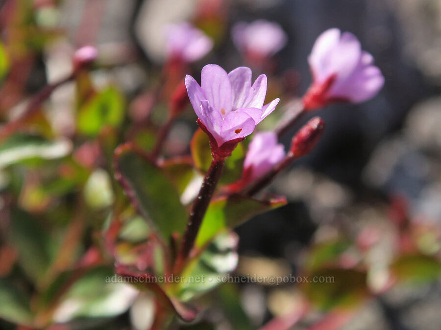 talus willow-herb (Epilobium clavatum) [Mount Townsend, Buckhorn Wilderness, Clallam County, Washington]