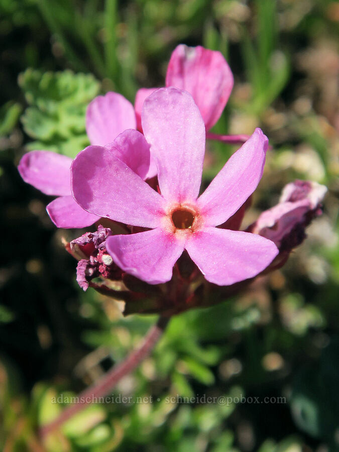 smooth douglasia (Douglasia laevigata (Androsace laevigata)) [Mount Townsend, Buckhorn Wilderness, Clallam County, Washington]