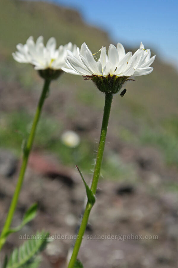 Olympic fleabane (Erigeron flettii) [Mount Townsend, Buckhorn Wilderness, Clallam County, Washington]