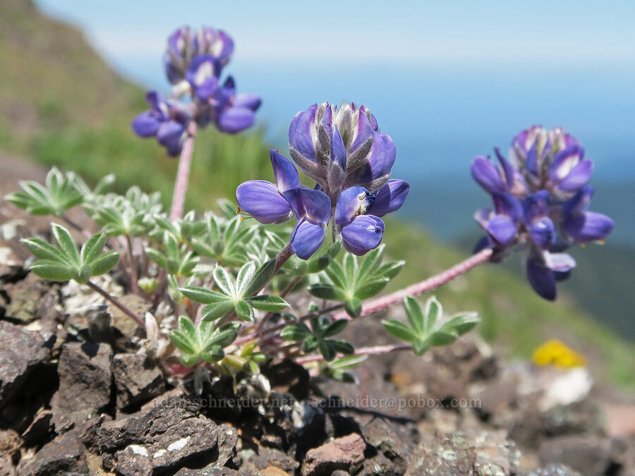 dwarf lupine (Lupinus lepidus var. lobbii) [Mount Townsend, Buckhorn Wilderness, Clallam County, Washington]