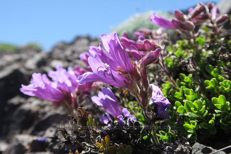 Davidson's penstemon (Penstemon davidsonii) [Mount Townsend, Buckhorn Wilderness, Clallam County, Washington]