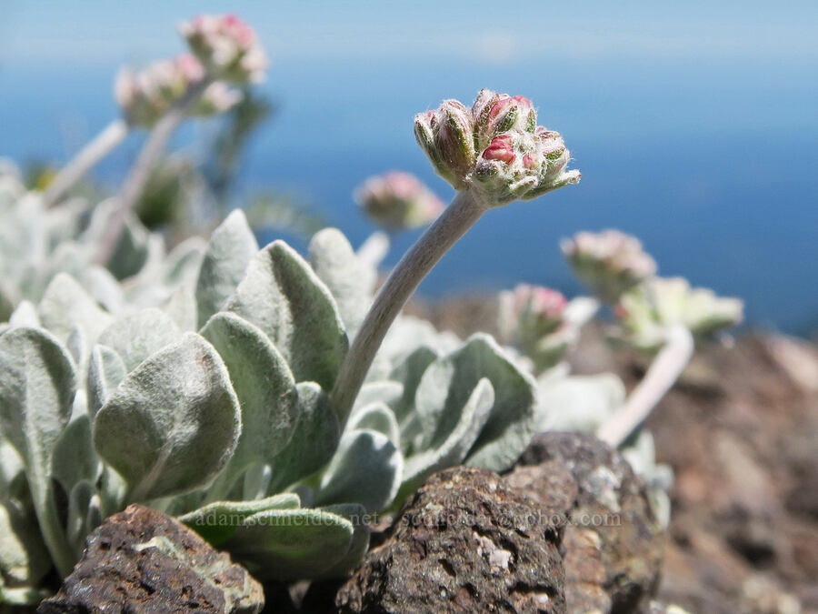 cushion buckwheat, budding (Eriogonum ovalifolium) [Mount Townsend, Buckhorn Wilderness, Clallam County, Washington]