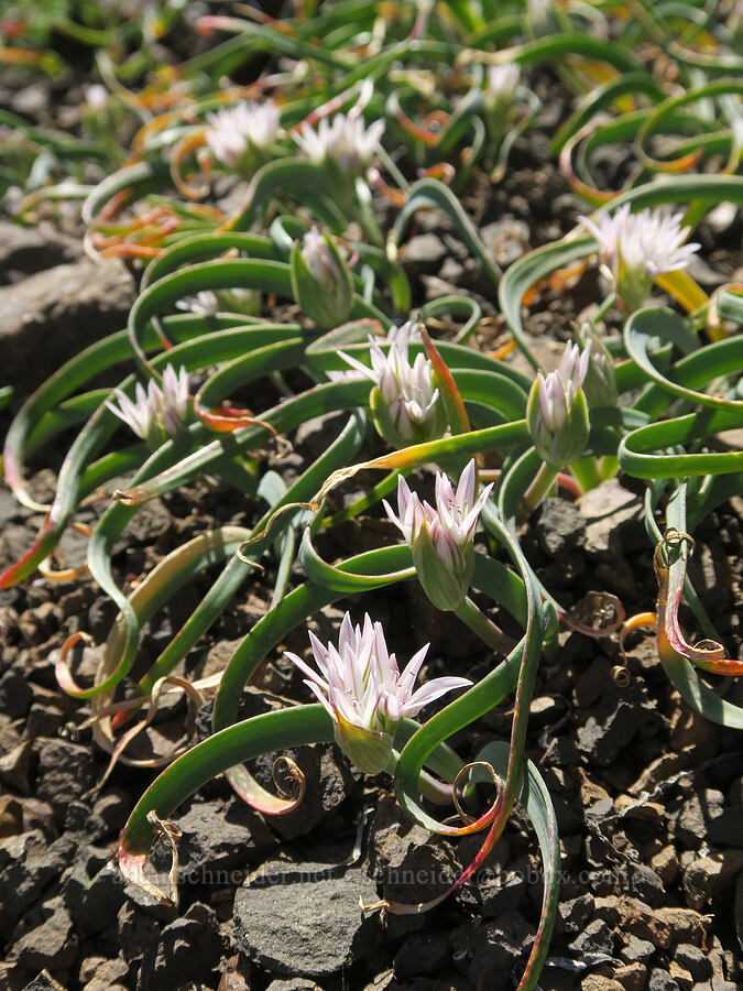 Olympic onions (Allium crenulatum) [Mount Townsend, Buckhorn Wilderness, Clallam County, Washington]