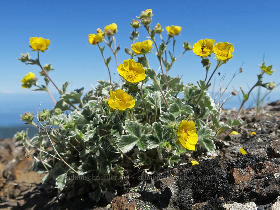 hairy cinquefoil (Potentilla villosa) [Mount Townsend, Buckhorn Wilderness, Clallam County, Washington]