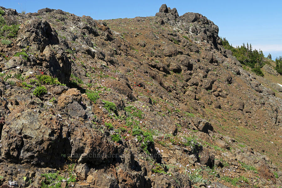 rocky wildflowers [Mount Townsend, Buckhorn Wilderness, Clallam County, Washington]